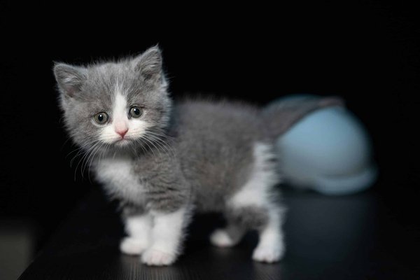 How to Ensure Proper Socialization for a Solo Kitten?